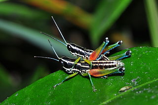 <i>Chitaura</i> Genus of grasshoppers