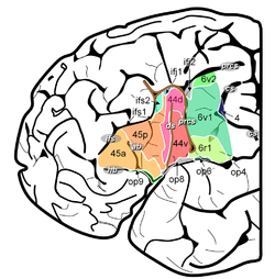 Broca's Region.png