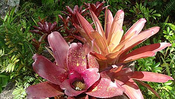 Bromeliaceae - Wikipedia, la enciclopedia libre