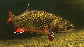 Brook trout Species of fish