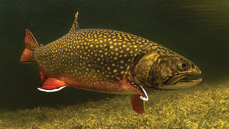 Spinning fishing (lure fishing) trout in lakes of Scandinavia. Brook trout  (steelhead rainbow trout, char, bull-trout, cutthroat, lax, Salmo trutta tr  Stock Photo - Alamy