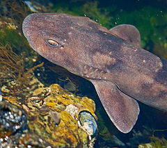 Description de l'image Brown shyshark DEK5155.jpg.