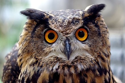 Бубо. Bubo philippensis. Филин (Bubo Bubo) – категория 2. Bubo Bubo фото. Интересные факты о Филине.