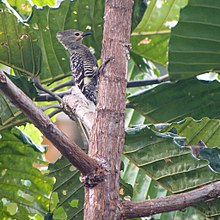 Buff-rumped Pelatuk (14100212853).jpg