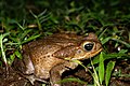 Bufo Marinus in the Tortuguero National Park in Costa Rica - 2007