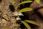 Bulbophyllum curranii üçün miniatür