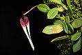 Bulbophyllum contortisepalum