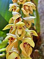 Bulbophyllum occlusum