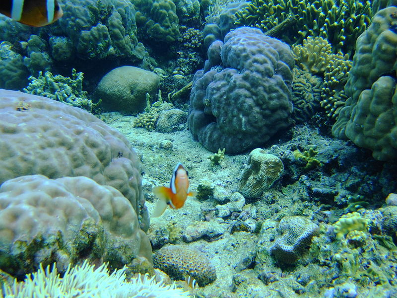 File:Bunaken Marine Park (10).JPG