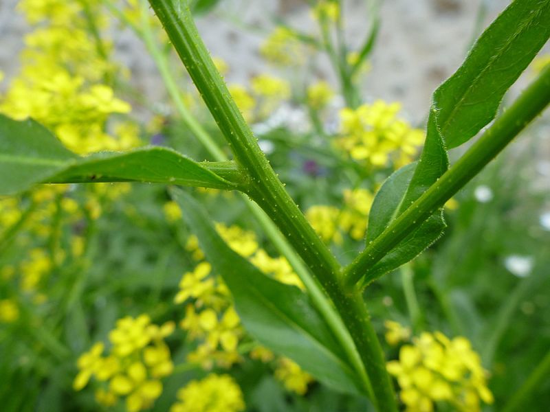 File:Bunias orientalis stem (1).jpg