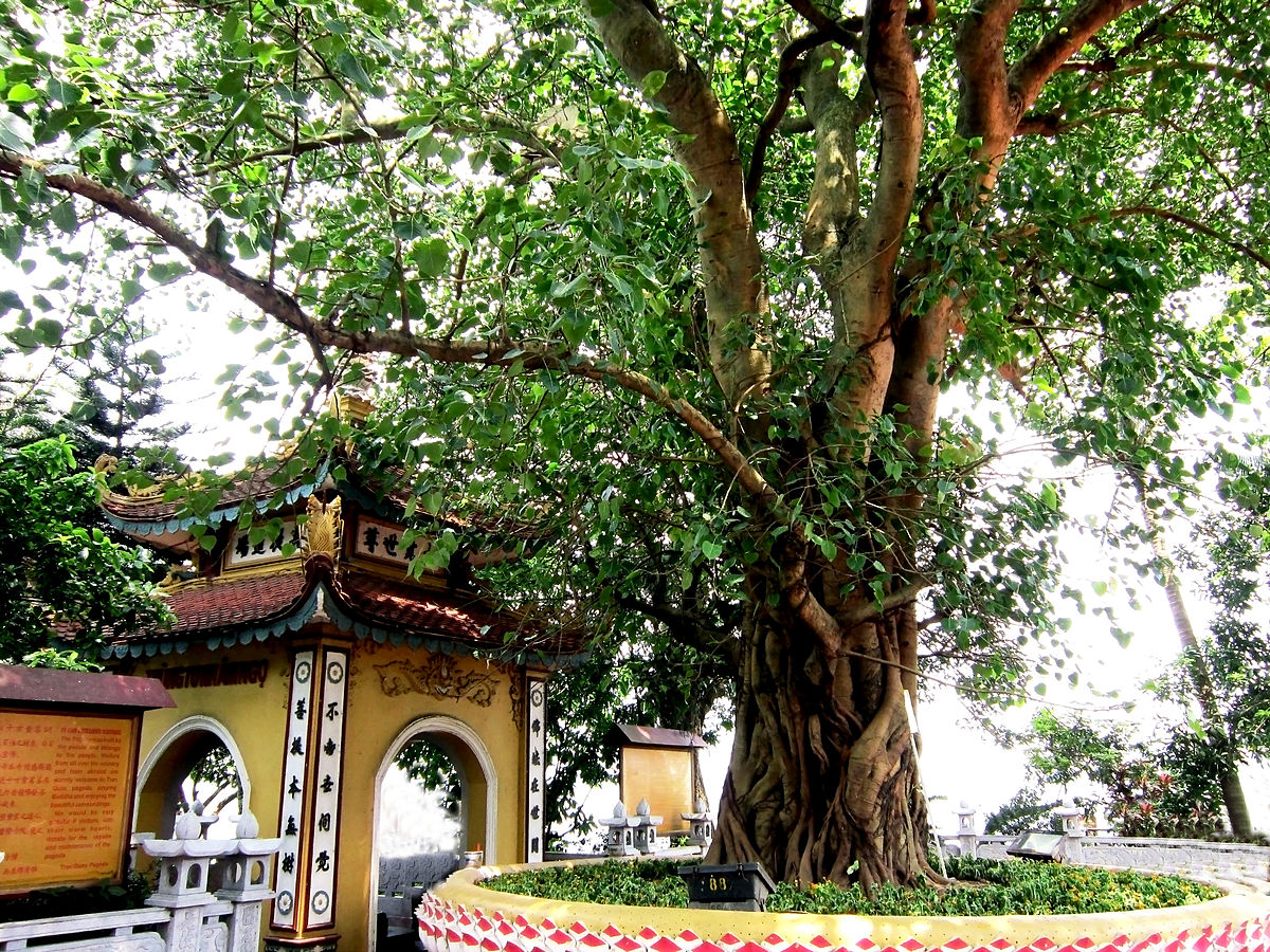 Tập tin:Cây bồ đề chùa Trấn Quốc.jpg – Wikipedia tiếng Việt