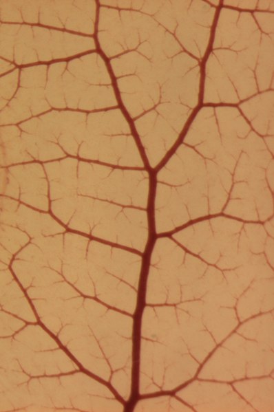 File:CAM blood vessels.tif