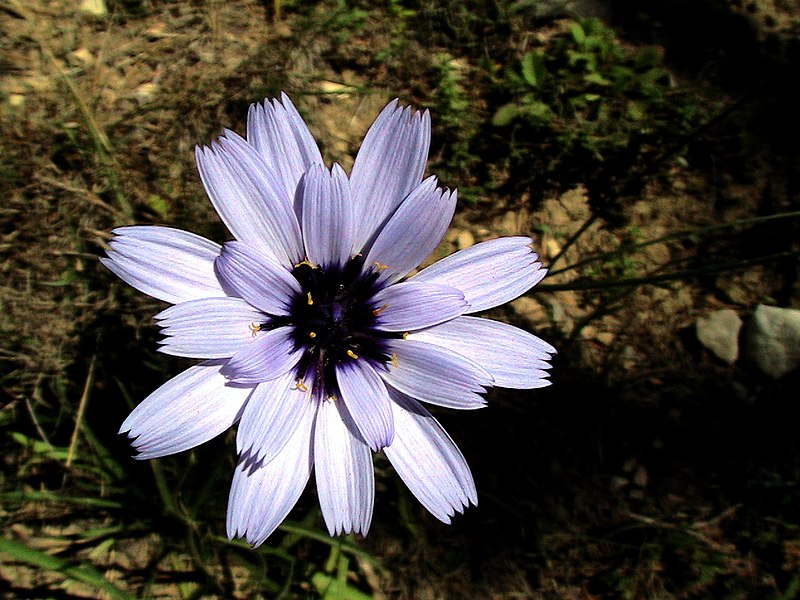 File:CATANANCHE CAERULEA - BÒFIA - IB-584 (Cervellina).JPG