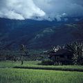 मध्य सुलावेसी में चावल के खेत और पहाड़ों का दृश्य
