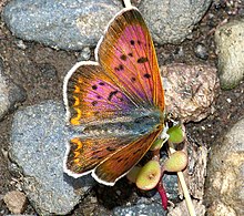 COPPER, PURPLISH (lycaena helloides) (8-7-08) fem, blanco creek, co (9424454288).jpg