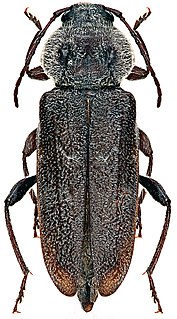 <i>Hylotrupes</i> species of insect