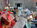 Kamelen met cadeautjes