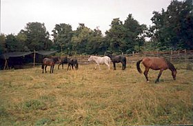 Caballos chilotes en Chiloé