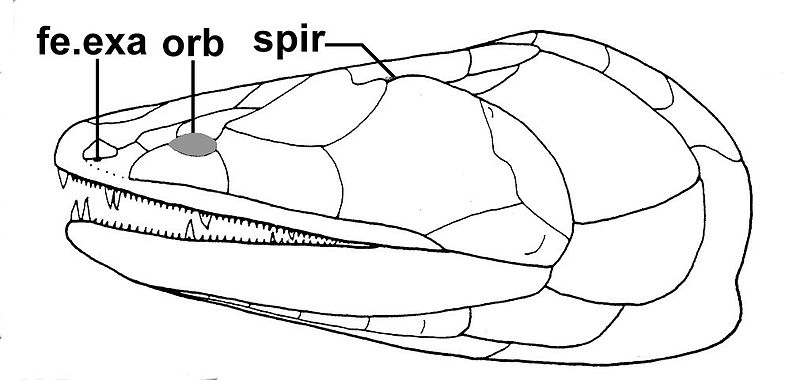 File:Cabonnichthys burnsi.jpg