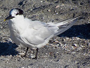 American sandwich tern in plain dress in Florida