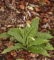 Calanthe puberula Japan - Takashima Shiga prefecture