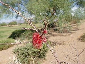 Calliandra californica, taken close to Phoenix, Arizona on 12. august 2007