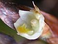 Camaridium vestitum