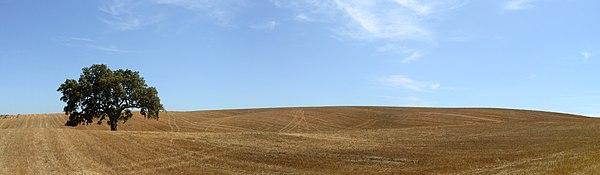 Wheat field after the harvest, Portugal