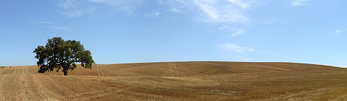 A typical country view of Alentejo, Portugal