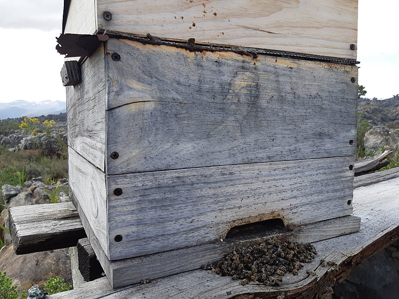 File:Cape Honeybee death.jpg