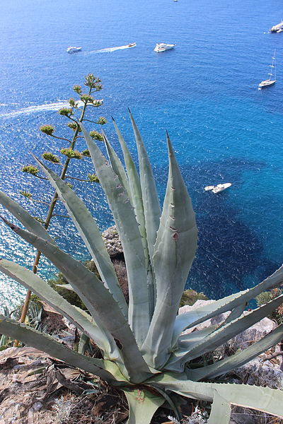 File:Capri paisaje 08.JPG