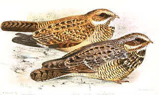 Swamp nightjar Species of bird in the nightjar family