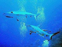 A pair of Grey Reef Sharks (Carcharhinus amblyrhynchos) and divers in blue water. North Horn, Coral Sea Islands