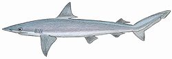 Carcharhinus poro.JPG