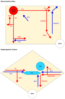 Schematic view of the heart Cardiac vessels.svg