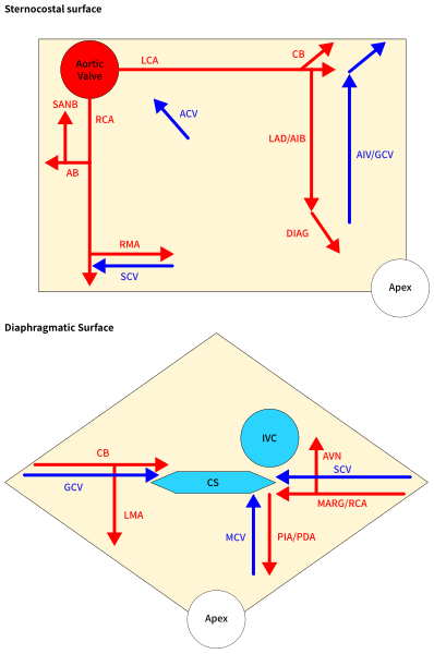 File:Cardiac vessels.svg