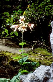 Cardiocrinum giganteum Cardiochrinum giganteum 01Hab China Sichuan Danyun Schlucht 16 06 04.jpg