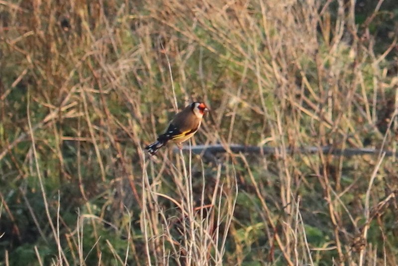 File:Carduelis carduelis 107514954.jpg