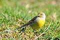 Carduelis citrinella -Plateau de Beille, Ariege, Midi-Pyrenee, France-8 (1).jpg