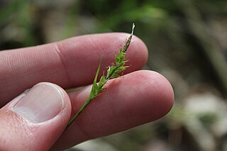 <i>Carex communis</i> Species of plant in the genus Carex