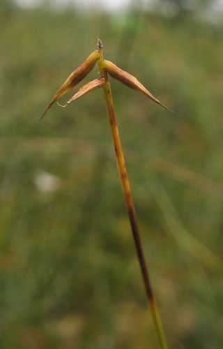 <i>Carex pauciflora</i> Species of grass-like plant