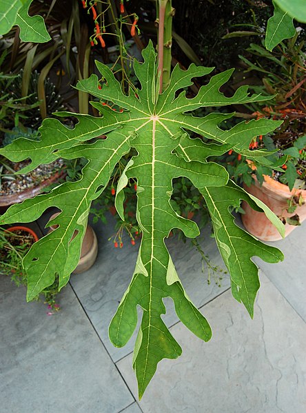 File:Carica papaya Leaf 2000px.jpg