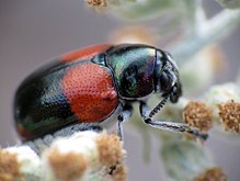 Калъф Leaf Beetle - Flickr - treegrow (4) .jpg