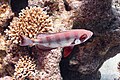 * Nomination Lunar-tailed bigeye (Priacanthus hamrur), Red Sea, Egypt --Poco a poco 07:52, 6 August 2023 (UTC) * Promotion  Support Good quality. --Mike1979 Russia 07:58, 6 August 2023 (UTC)