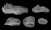 Fossilized elements of the Carboniferous conodont Cavusgnathus Cavusgnathus elements.png