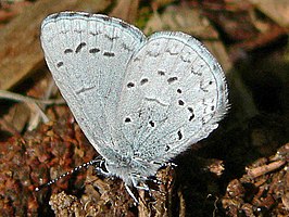 Celastrina argiolus ladon