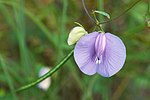 Thumbnail for Centrosema virginianum