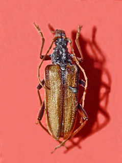 <i>Oxymirus</i> genus of insects