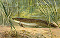 Uitgestorven soort longvis (Ceratodus)