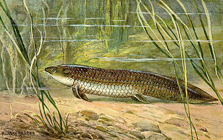 Tập_tin:Ceratodus.jpg